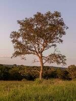 closeup of angiosperm tree photo