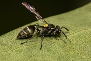 Adult Long-waisted Honey Wasp photo