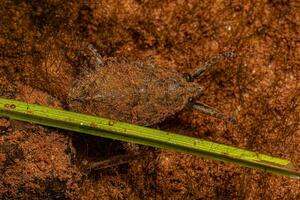 Giant Water Bug Insect photo