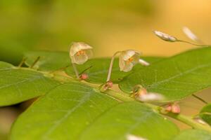 Small Wind Plant photo