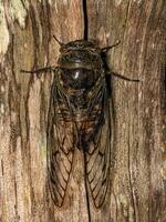 Adult Typical Cicada photo