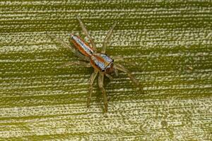 Jumping Spider Animal photo