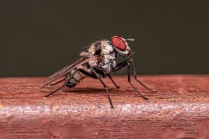 Adult Muscoid Fly photo