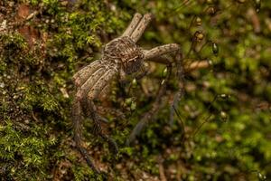 Pantropical Huntsman Spider Molt photo