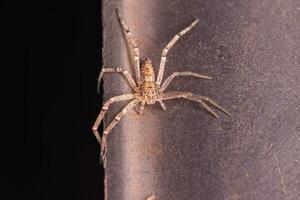 Small Running Crab Spider photo