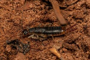 Adult Shore Earwig photo