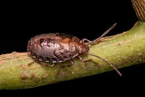 Small Stink bug photo