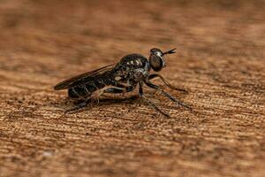 Adult Robber Fly photo