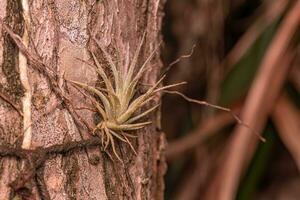 Small Airplant Bromeliad Plant photo