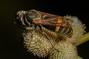 Adult Wasp Insect photo