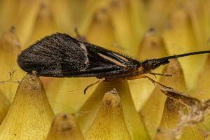 insecto caddisfly adulto foto