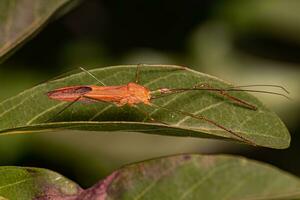 insecto asesino adulto foto