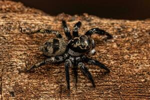 Adult Male jumping spider photo