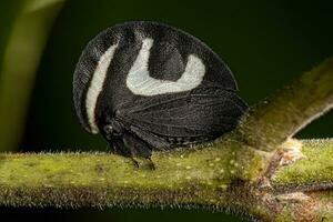 Adult Black and white Treehopper photo