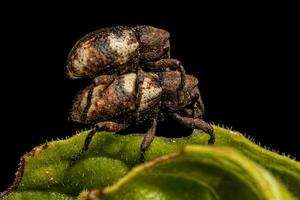 Adult True Weevil photo