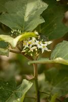 flowering plant commonly known as jurubeba a nightshade photo