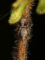 Small Lynx Spider photo