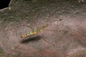 Assassin Bug Nymph photo