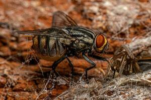 Dead Adult Flesh Fly photo