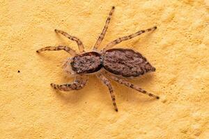 Adult Female Gray Wall Jumping Spider photo