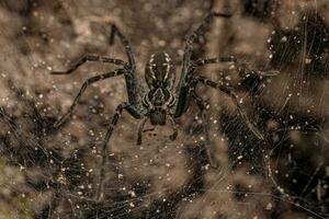 Small Wolf Spider photo