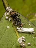 Adult Female Carpenter Ant interacting with an Ensign Scale Insect photo