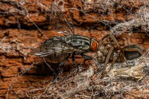 Dead Adult Flesh Fly photo