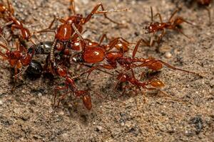 adulto hembra neivamirmex Ejército hormigas foto