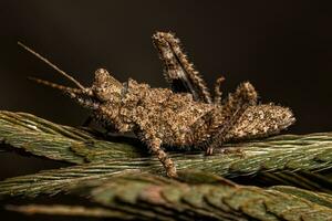 insecto saltamontes de cuernos cortos foto