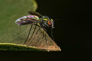 Adult Long-legged Fly photo