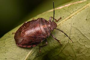 Adult Stink bug photo