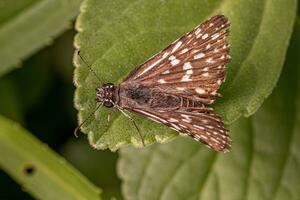 Adult Orcus Checkered-Skipper Moth photo