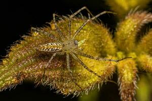 Small Lynx Spider photo