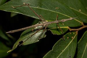 saltamontes palo neotropical foto