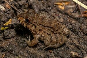 Small Pepper Frog photo