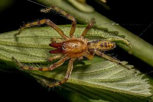 araña fantasma macho adulto foto