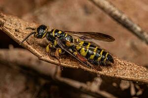 Adult New World Banded Thynnid Wasp photo