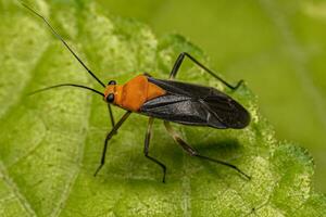 Adult Plant Bug photo