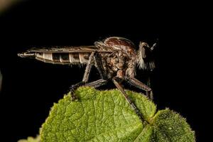 Adult Robber Fly photo