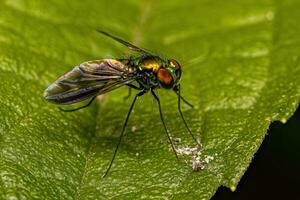 Adult Long-legged Fly photo