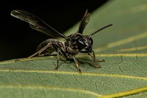 Adult Long-waisted Honey Wasp photo