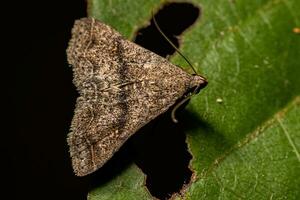 Adult Litter Moth photo