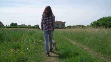 woman walking with greyhound dog at the field pathway video
