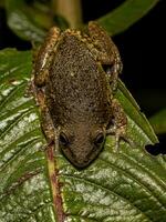 Snouted Tree Frog photo