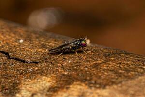 Adult Acalyptrate Fly photo