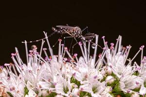 Adult Male Yellow Fever Mosquito photo