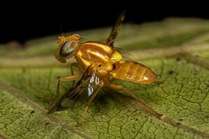 Adult Fruit Fly photo