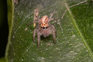 Small Jumping Spider photo