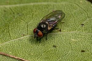 Adult Lance Fly photo