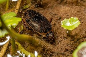 escarabajo buceador depredador adulto foto